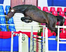 Zur Körung zugelassener Hengst v. Diarado / Calido / Calypso I. Foto: Tammo Ernst